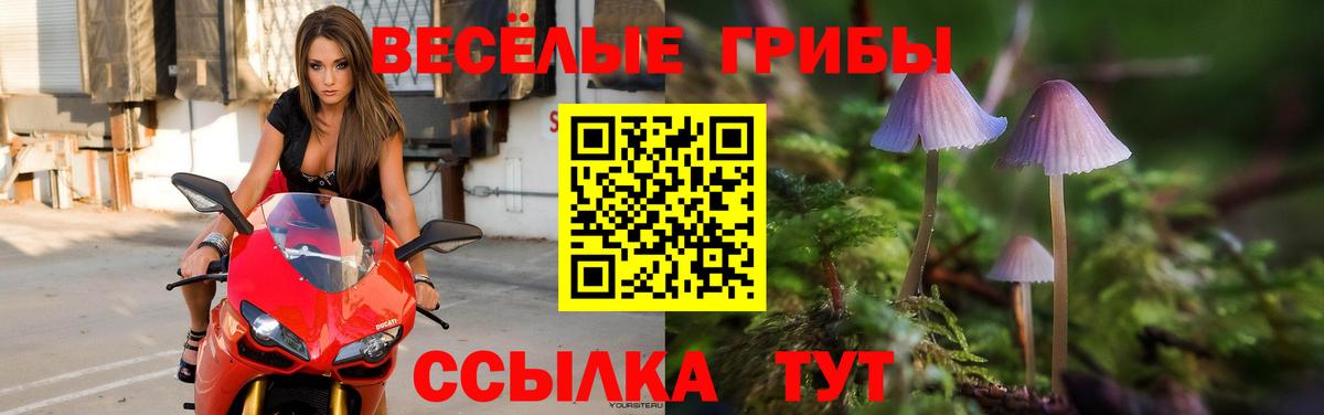 Галлюциногенные грибы Psilocybine cubensis Ленинск-Кузнецкий