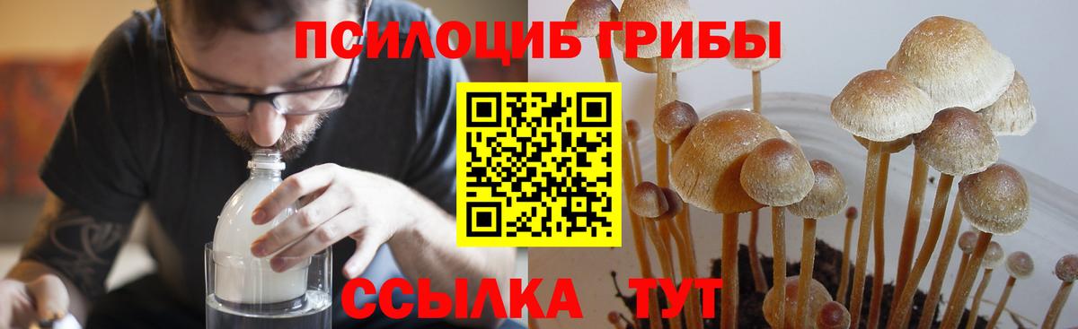Ленинск-Кузнецкий  Галлюциногенные грибы MAGIC MUSHROOMS  Вход с VPN 